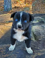 MERCEDES - AKC FEMALE, a female Australian Shepherd for sale in Norwood, NC – Photo 4 of 7