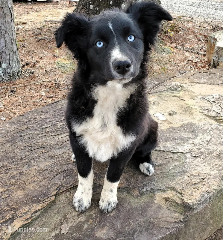 MERCEDES - AKC FEMALE – Australian Shepherd puppy for sale in Norwood, NC