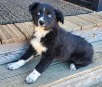 MERCEDES - AKC FEMALE, a female Australian Shepherd for sale in Norwood, NC – Photo 3 of 7