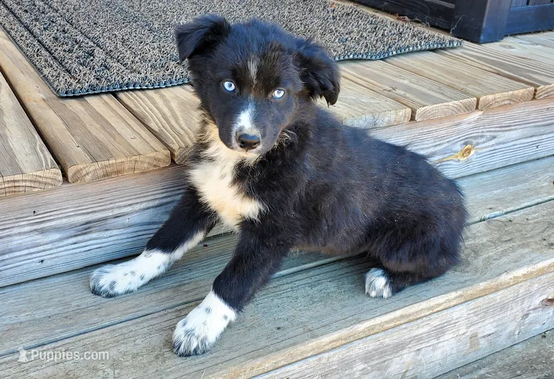 MERCEDES - AKC FEMALE