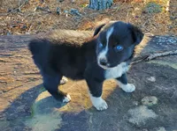 MERCEDES - AKC FEMALE, a female Australian Shepherd for sale in Norwood, NC – Photo 6 of 7