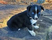 MERCEDES - AKC FEMALE, a female Australian Shepherd for sale in Norwood, NC – Photo 7 of 7