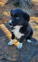 MERCEDES - AKC FEMALE, a female Australian Shepherd for sale in Norwood, NC – Photo 2 of 7