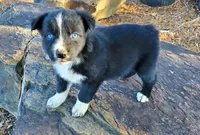 MERCEDES - AKC FEMALE, a female Australian Shepherd for sale in Norwood, NC – Photo 5 of 7