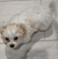 Lacey, a female Shichon for sale in Amelia Court House, VA – 6 of 7