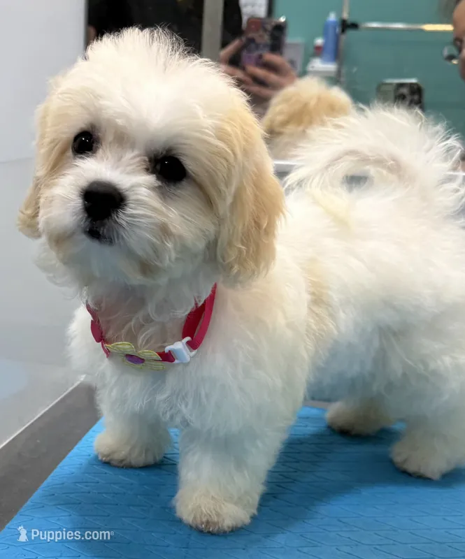 Lacey – Shichon puppy for sale in Amelia Court House, VA