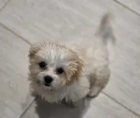 Lacey, a female Shichon for sale in Amelia Court House, VA – 4 of 7