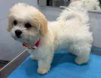 Lacey, a female Shichon for sale in Amelia Court House, VA – 3 of 7