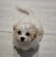 Lacey, a female Shichon for sale in Amelia Court House, VA – 5 of 7