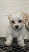 Lacey, a female Shichon for sale in Amelia Court House, VA – 2 of 7