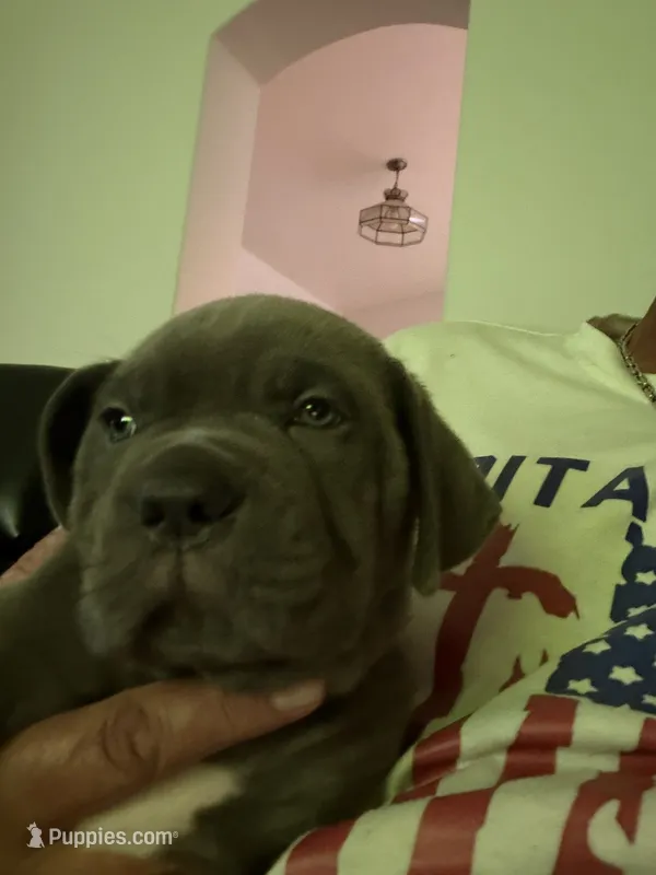 5 – Cane Corso puppy for sale in Rio Rico, AZ