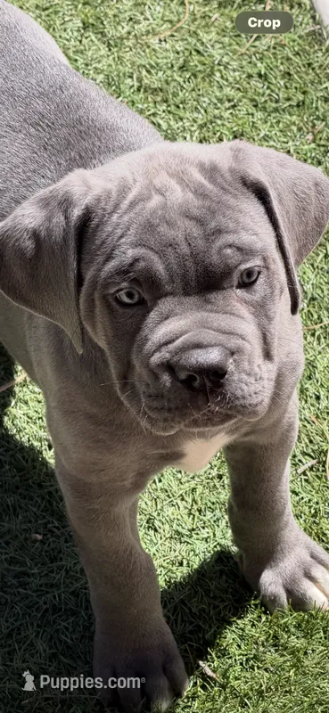 5 – Cane Corso puppy for sale in Rio Rico, AZ