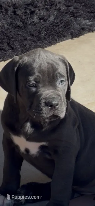 4 – Cane Corso puppy for sale in Rio Rico, AZ