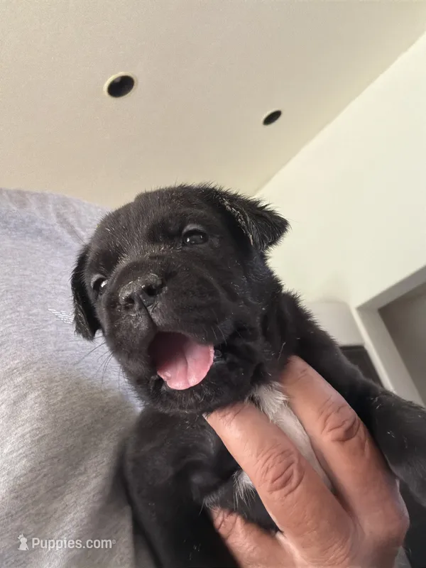 7 – Cane Corso puppy for sale in Rio Rico, AZ