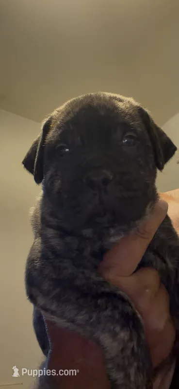 2 – Cane Corso puppy for sale in Rio Rico, AZ