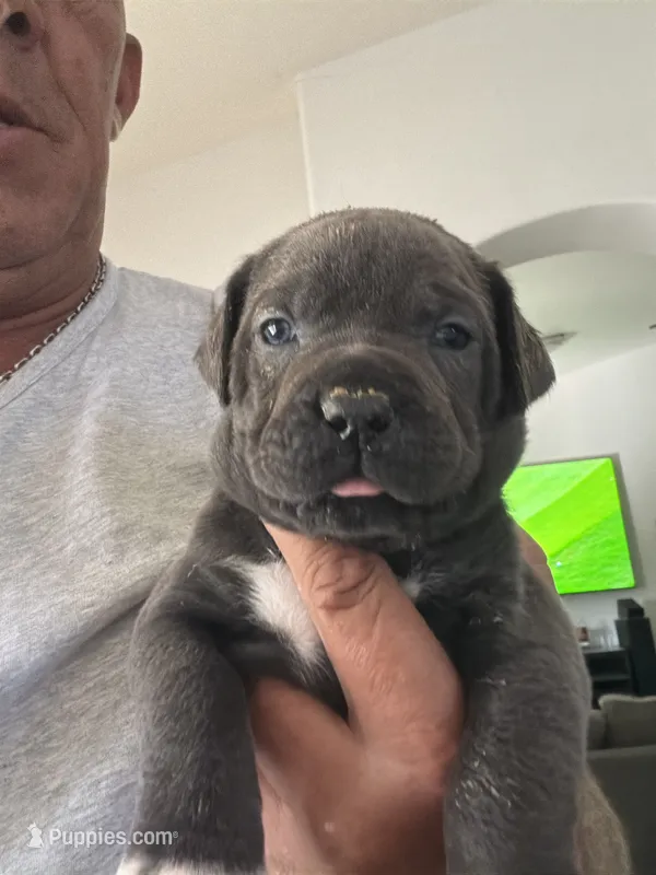 6 – Cane Corso puppy for sale in Rio Rico, AZ
