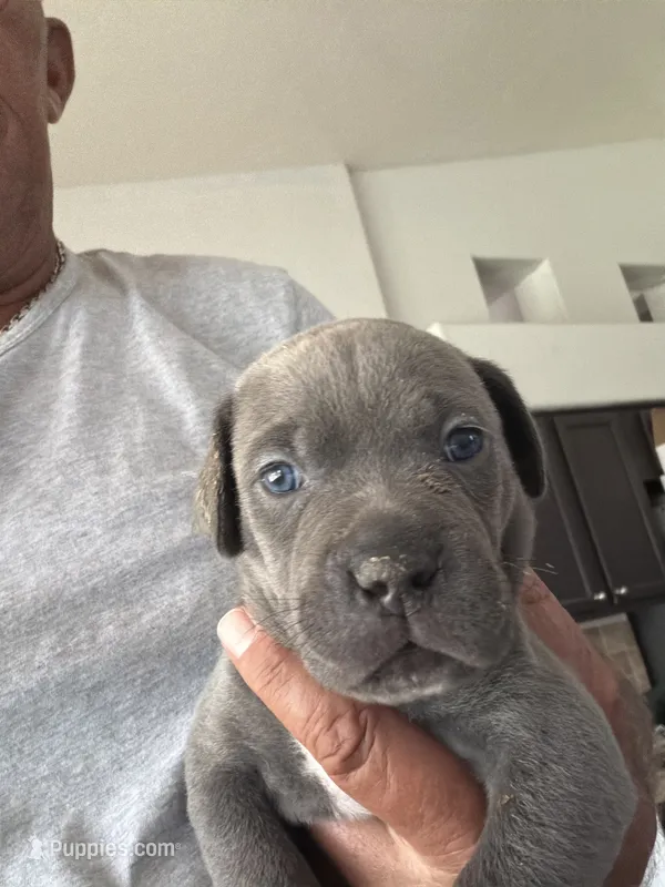 4 – Cane Corso puppy for sale in Rio Rico, AZ