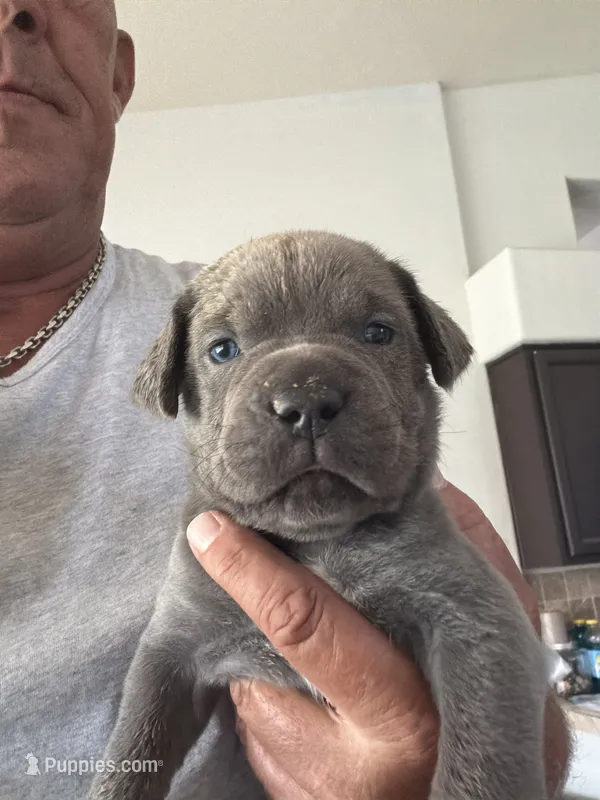 5 – Cane Corso puppy for sale in Rio Rico, AZ