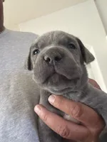 1, a male Cane Corso for sale in Rio Rico, AZ – 1 of 1