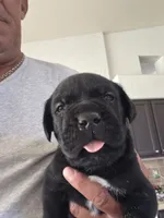 3, a male Cane Corso for sale in Rio Rico, AZ – 1 of 1