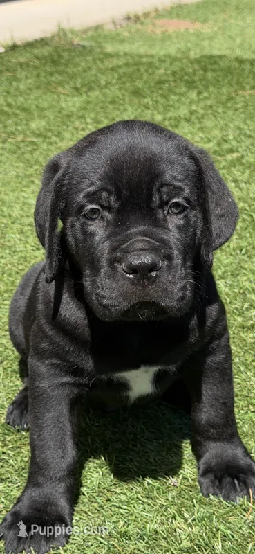 3 – Cane Corso puppy for sale in Rio Rico, AZ