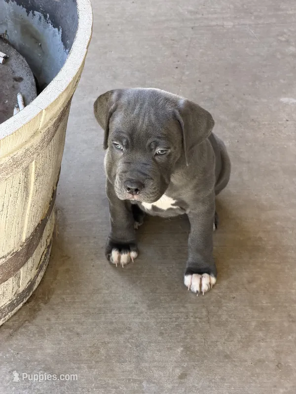 6 – Cane Corso puppy for sale in Rio Rico, AZ