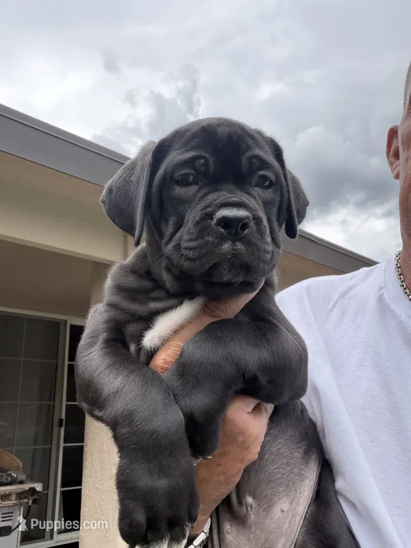 7 – Cane Corso puppy for sale in Rio Rico, AZ