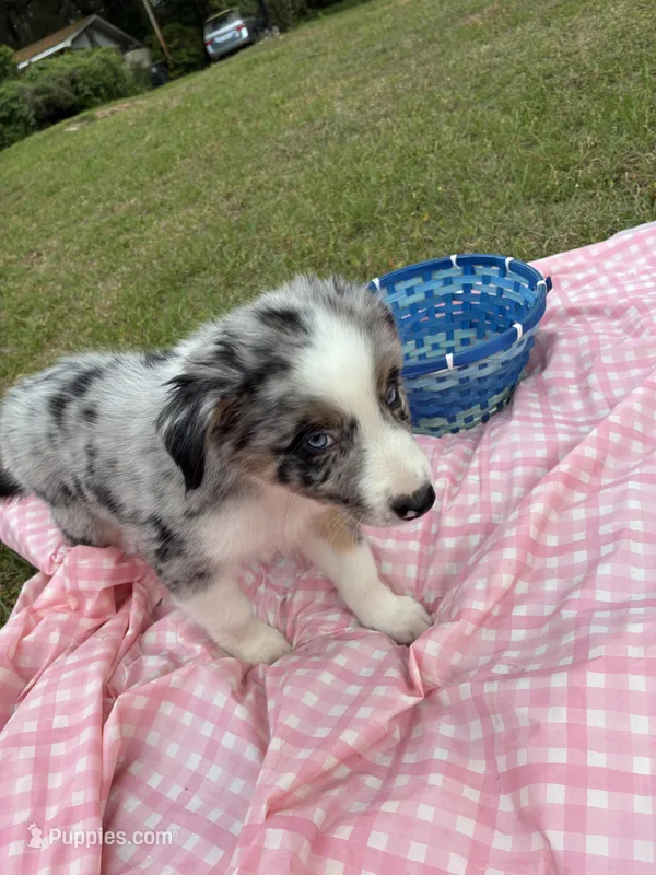 Q-Tip – Australian Shepherd puppy for sale in Tallahassee, FL