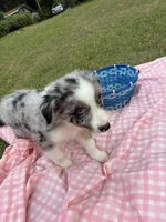 Q-Tip, a male Australian Shepherd for sale in Tallahassee, FL – Photo 1 of 2