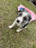 Q-Tip, a male Australian Shepherd for sale in Tallahassee, FL – Photo 2 of 2