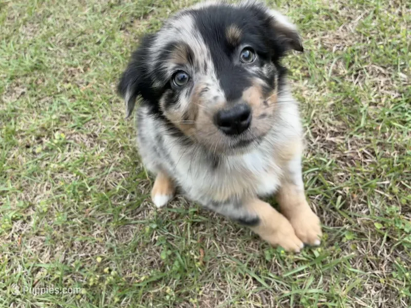 Honey – Australian Shepherd puppy for sale in Tallahassee, FL