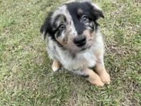 Honey, a female Australian Shepherd for sale in Tallahassee, FL – Photo 1 of 2