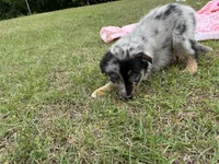 Honey, a female Australian Shepherd for sale in Tallahassee, FL – Photo 2 of 2