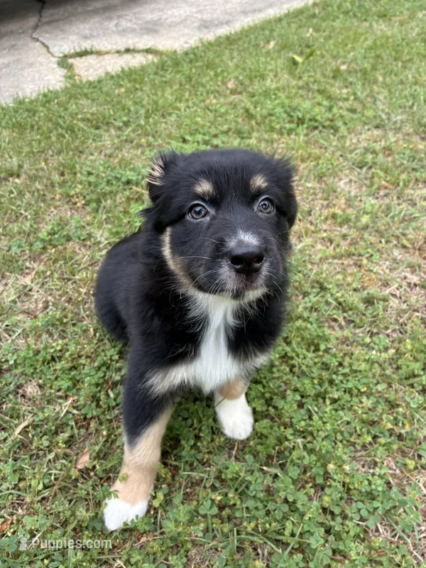 Beatrice – Australian Shepherd puppy for sale in Tallahassee, FL