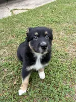 Beatrice, a female Australian Shepherd for sale in Tallahassee, FL – Photo 1 of 2