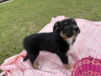 Beatrice, a female Australian Shepherd for sale in Tallahassee, FL – Photo 2 of 2