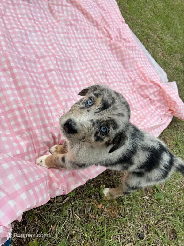 Payden – Australian Shepherd puppy for sale in Tallahassee, FL