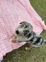 Payden, a female Australian Shepherd for sale in Tallahassee, FL – Photo 1 of 2