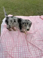 Payden, a female Australian Shepherd for sale in Tallahassee, FL – Photo 2 of 2