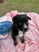 Kent, a male Australian Shepherd for sale in Tallahassee, FL – Photo 1 of 2
