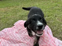 Kent, a male Australian Shepherd for sale in Tallahassee, FL – Photo 2 of 2