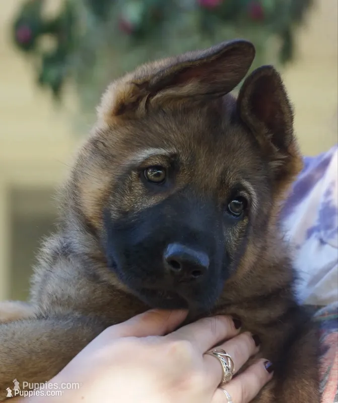 Yellow Collar – German Shepherd Dog puppy for sale in Nathalie, VA