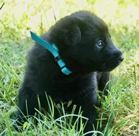 Teal Collar, a male German Shepherd Dog for sale in Nathalie, VA – 1 of 2