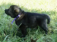 Violet Collar, a female German Shepherd Dog for sale in Nathalie, VA – 3 of 5