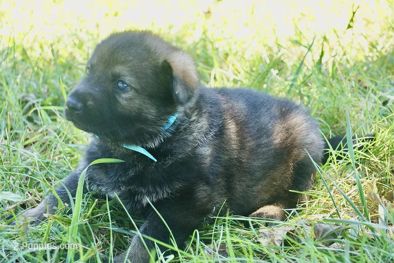 Blue Collar – German Shepherd Dog puppy for sale in Nathalie, VA