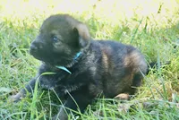 Blue Collar, a male German Shepherd Dog for sale in Nathalie, VA – 1 of 4