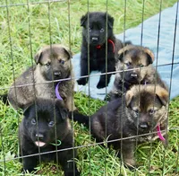 Violet Collar, a female German Shepherd Dog for sale in Nathalie, VA – 4 of 5
