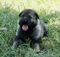 Purple Collar , a female German Shepherd Dog for sale in Nathalie, VA – 4 of 4