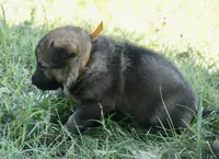 Yellow Collar, a male German Shepherd Dog for sale in Nathalie, VA – 3 of 4
