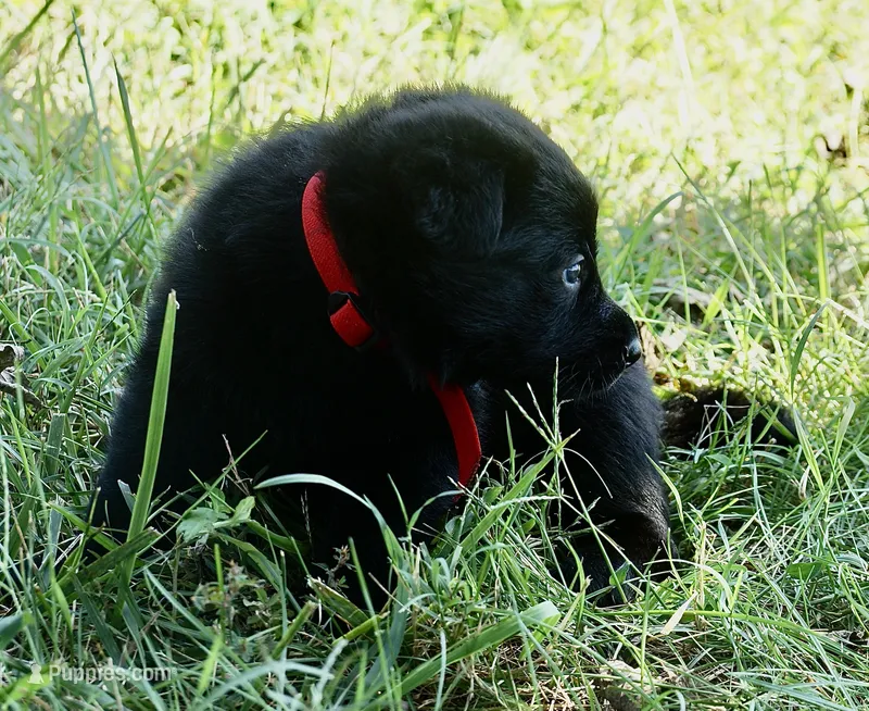 Red Collar – German Shepherd Dog puppy for sale in Nathalie, VA